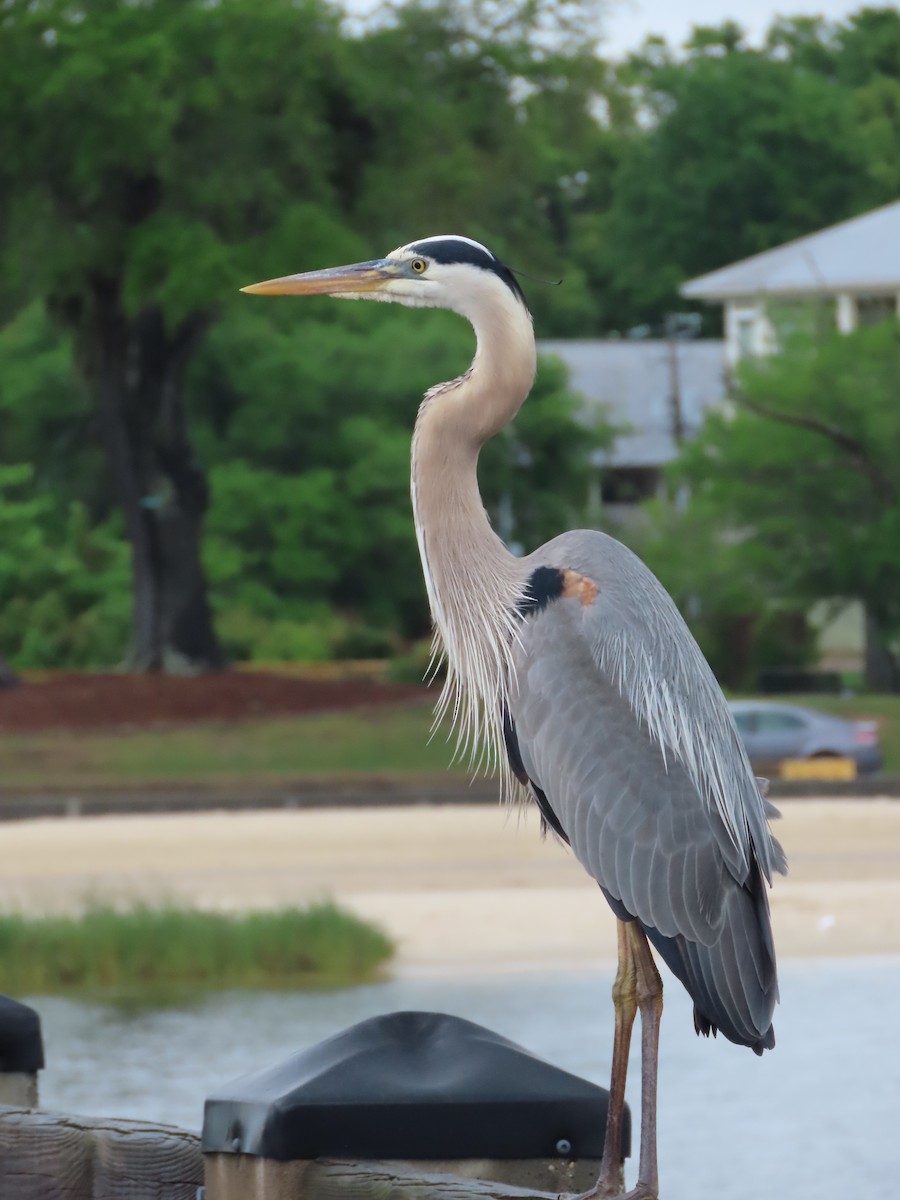 Great Blue Heron - Suzanne Roberts