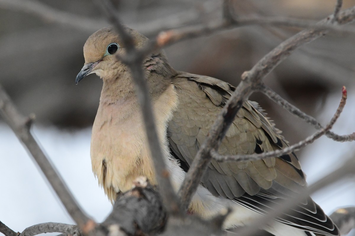 Mourning Dove - Michele Chartier