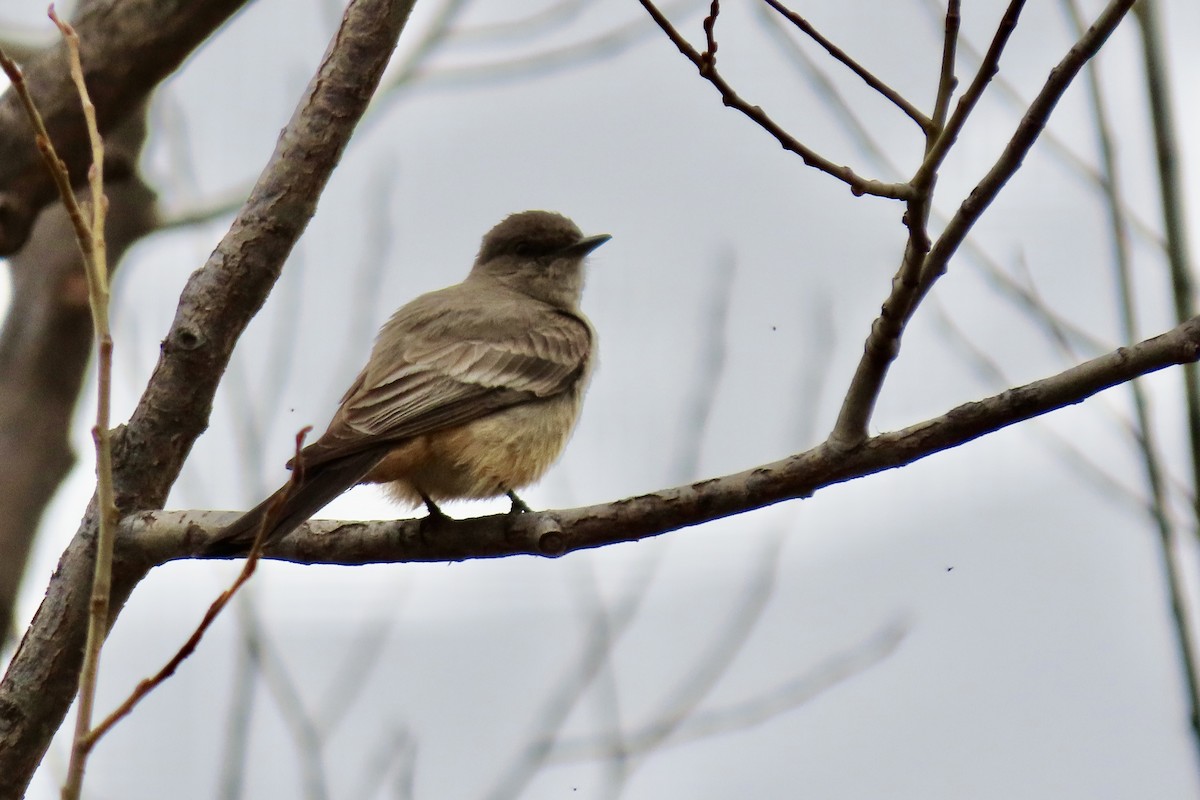 Say's Phoebe - Jonathan Montgomery