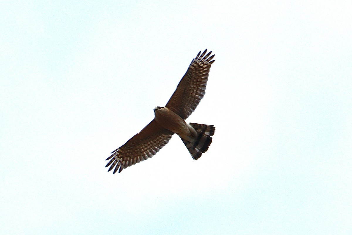 Cooper's Hawk - ML555258591