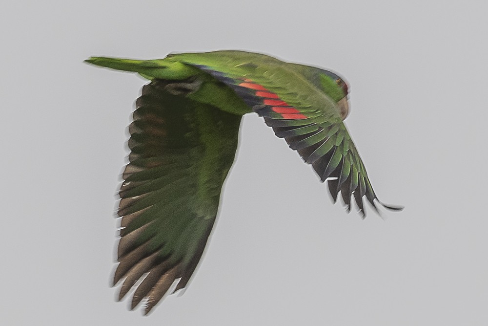 Amazone à couronne lilas - ML555259411