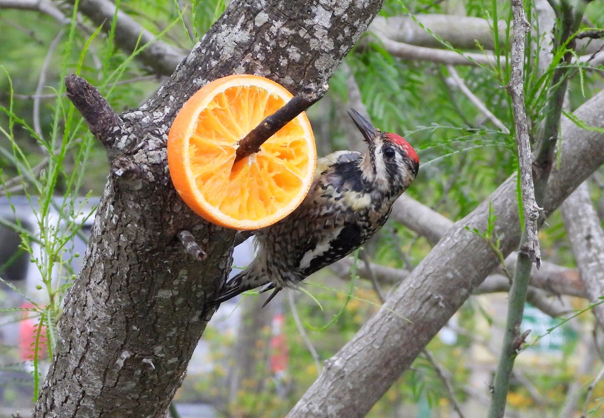 Yellow-bellied Sapsucker - ML555260071