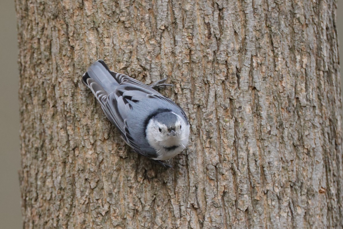 White-breasted Nuthatch - ML555260111