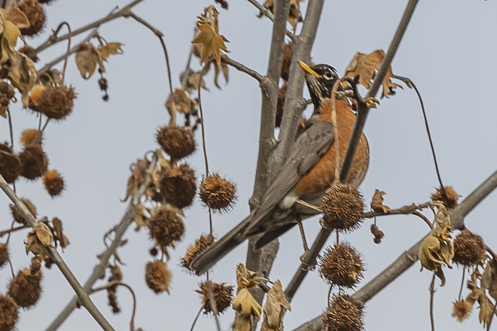 American Robin - ML555262381