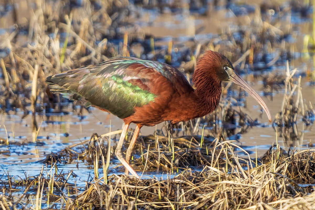 Glossy Ibis - Harris Stein