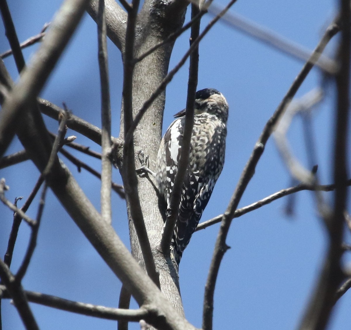 Yellow-bellied Sapsucker - ML555263531