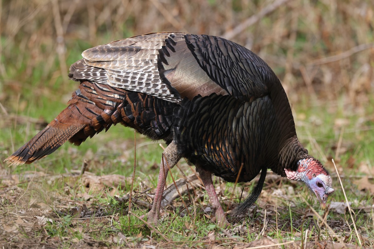 Wild Turkey - Chris Kennelly