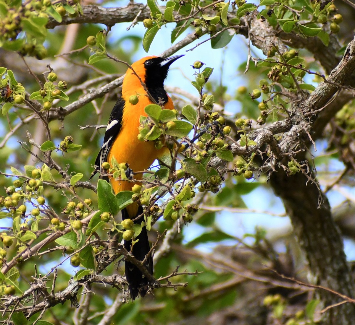 Hooded Oriole - ML555263981