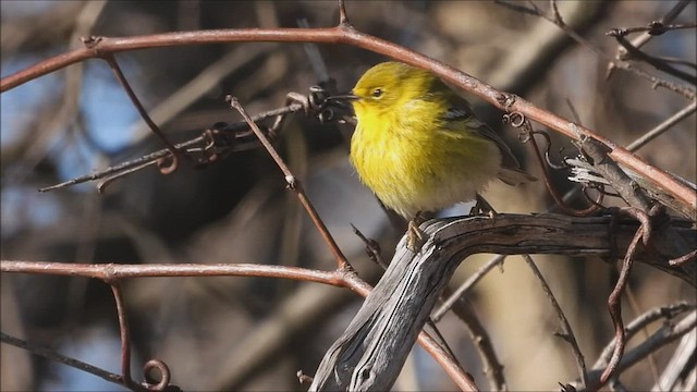 Pine Warbler - ML555264331