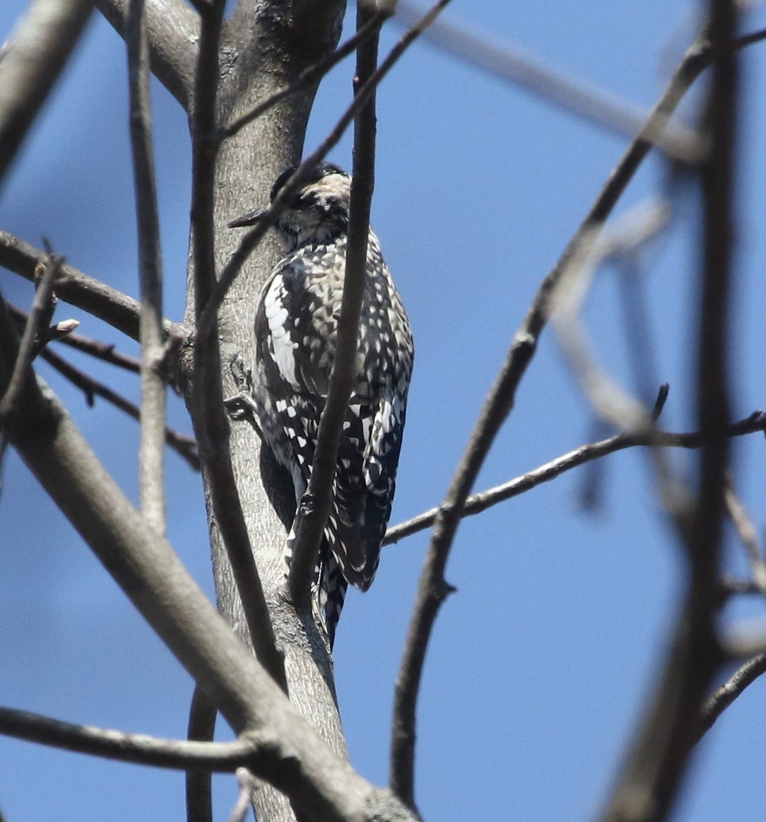 Yellow-bellied Sapsucker - ML555264511