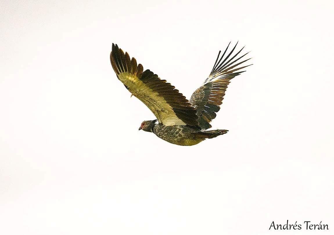 Southern Screamer - ML555265171