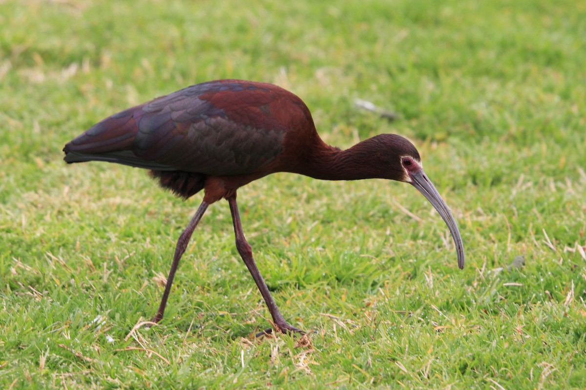 White-faced Ibis - ML555265411