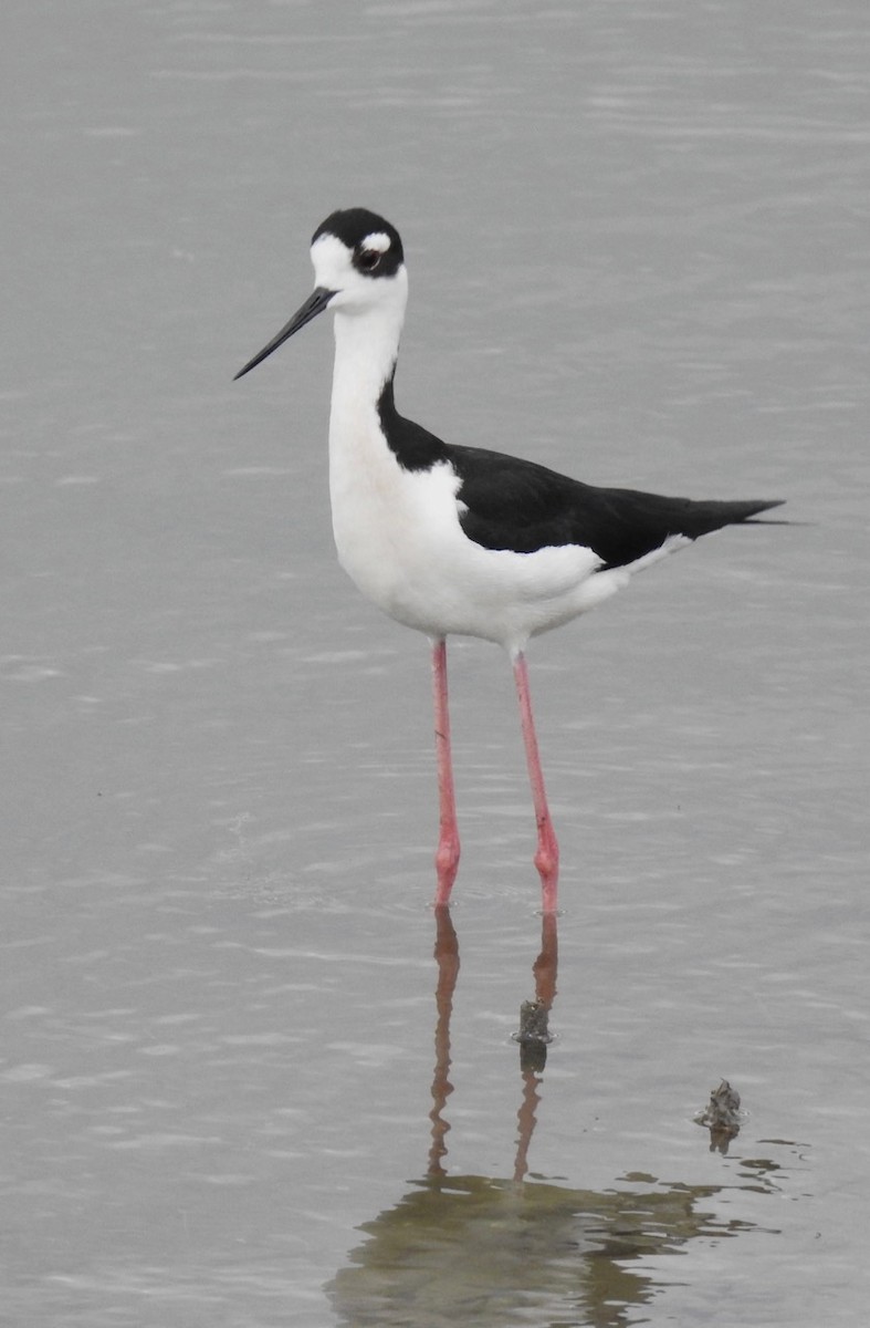 Black-necked Stilt - ML555267251