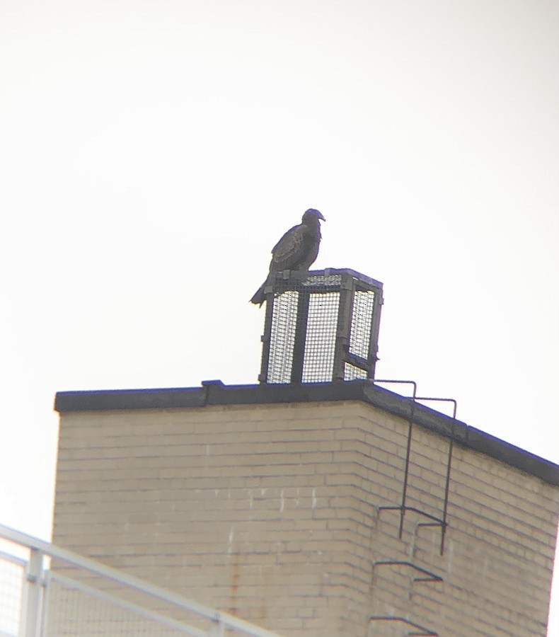Turkey Vulture - ML555267291