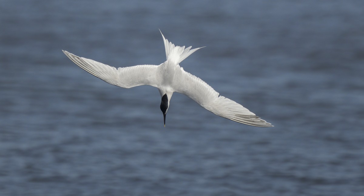 Sandwich Tern - ML555267461