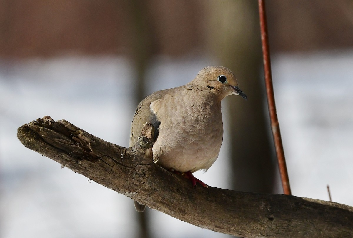 Mourning Dove - Michele Chartier