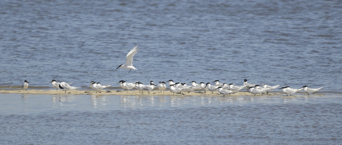 Sandwich Tern - ML555267621