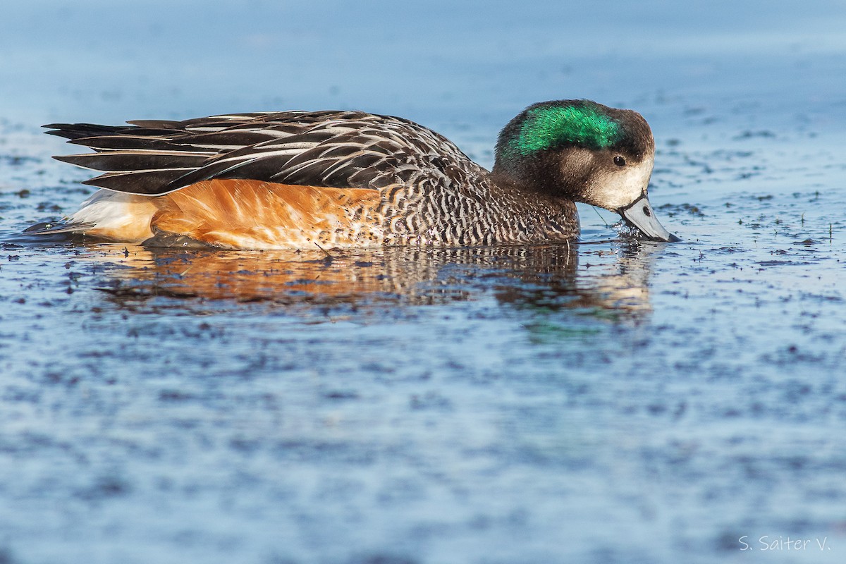 Chiloe Wigeon - ML555269001