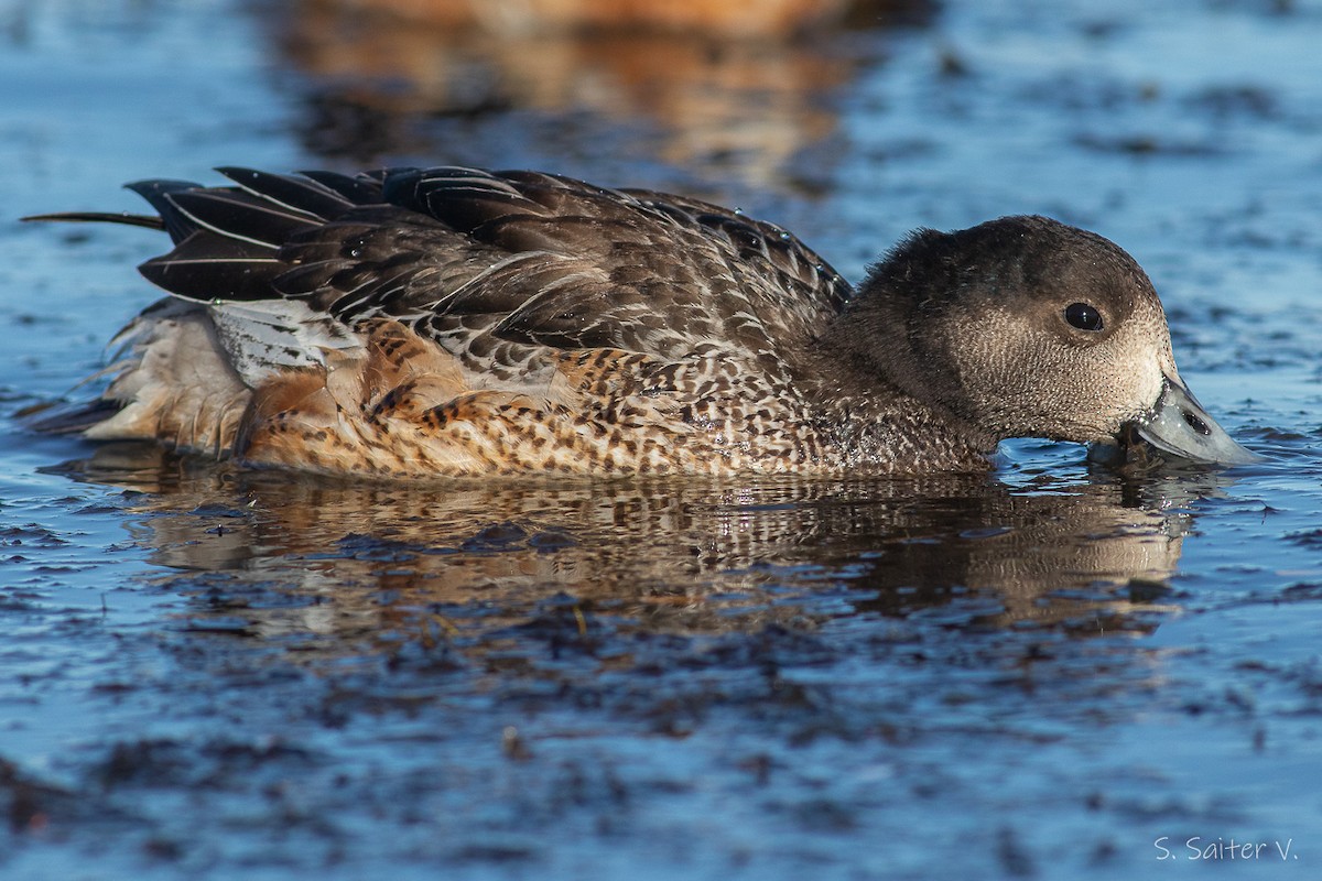 Chiloe Wigeon - ML555269011