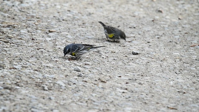 Paruline à croupion jaune - ML555269371