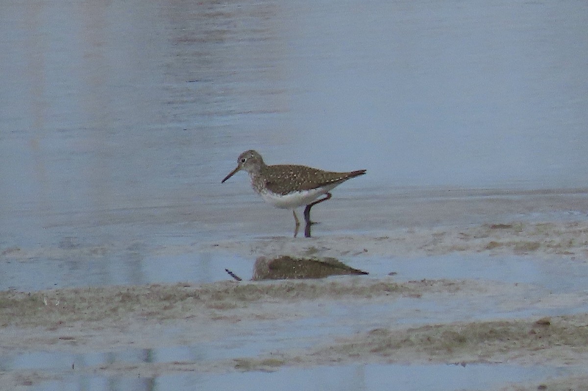 Solitary Sandpiper - ML555269481