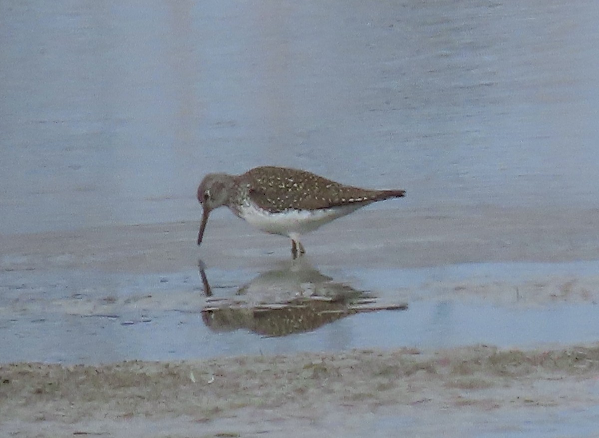 Solitary Sandpiper - ML555269501