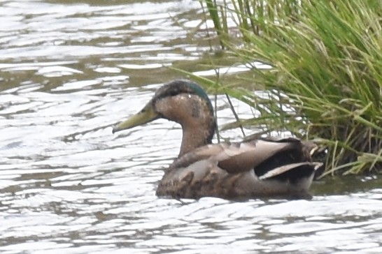 Stock- x Mexikoente (Hybrid) - ML555270531