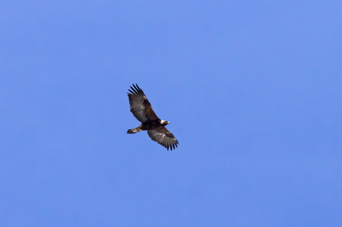 Golden Eagle - Mike Karakas