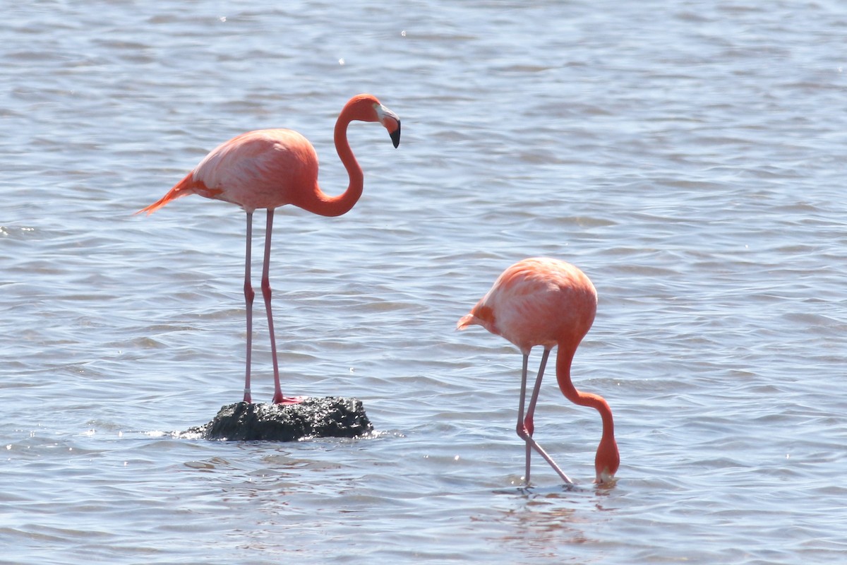 American Flamingo - Matt Sadowski