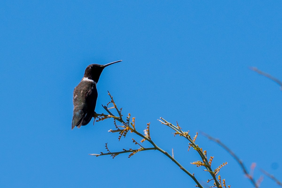 Black-chinned Hummingbird - ML555272081