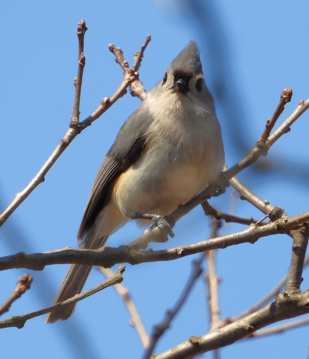 Tufted Titmouse - ML555274061