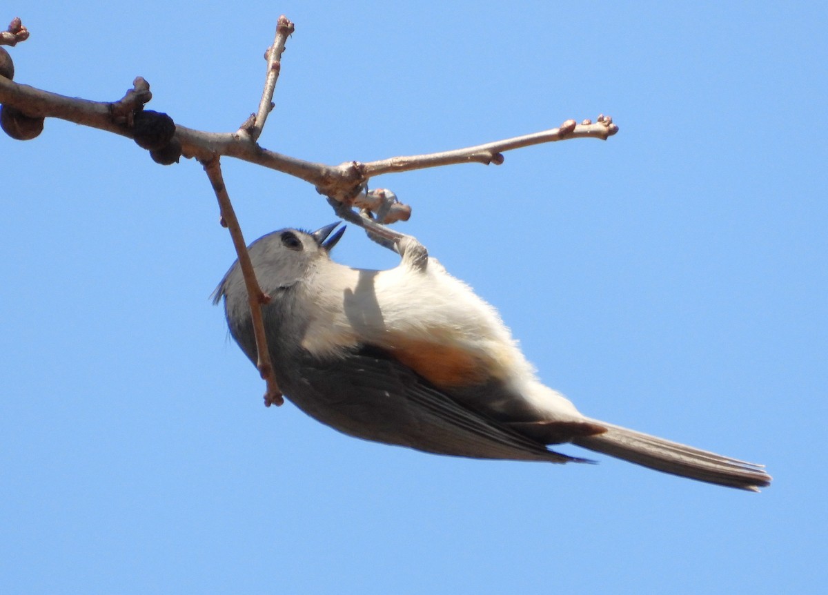 Tufted Titmouse - ML555274241