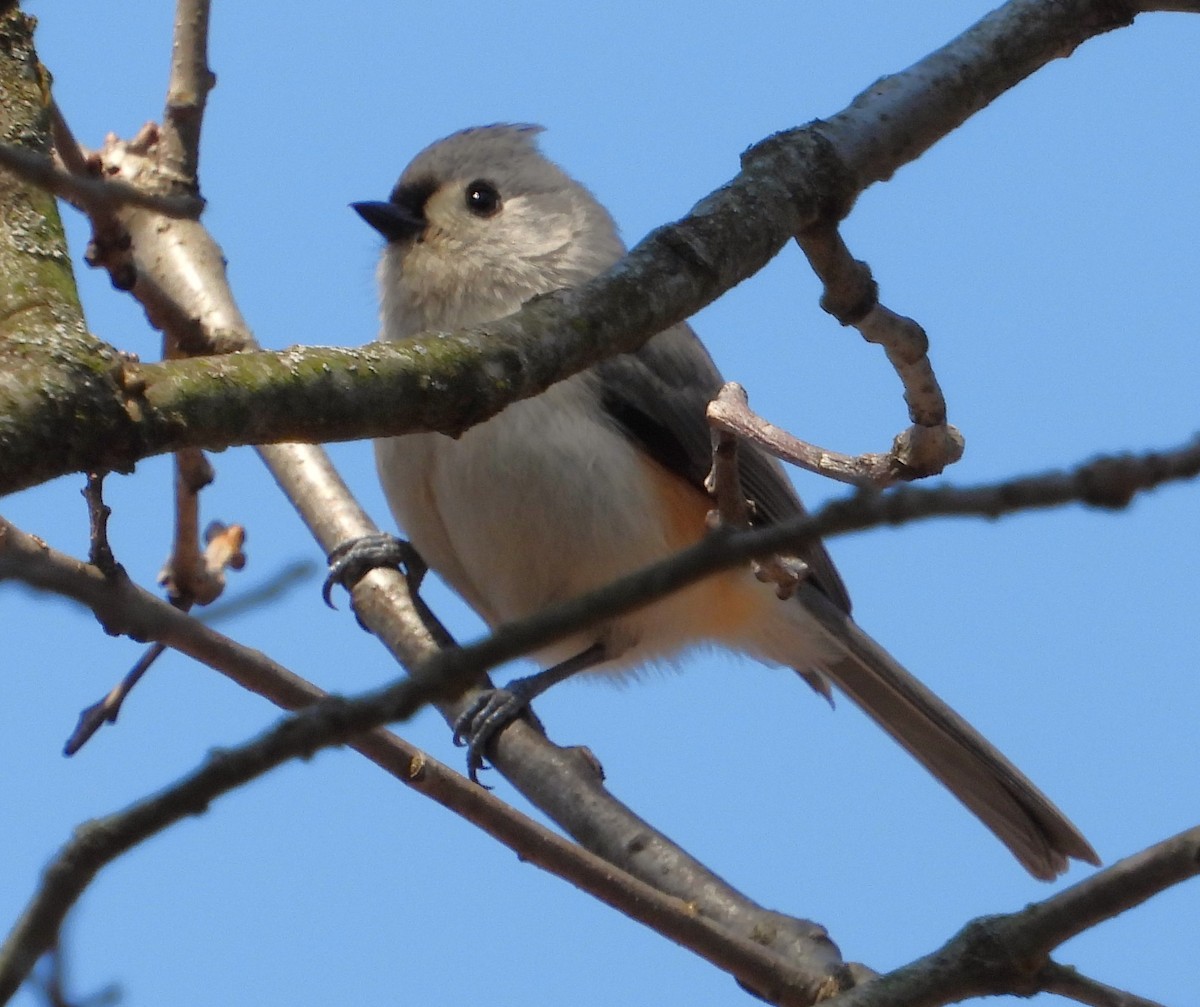 Tufted Titmouse - ML555274291