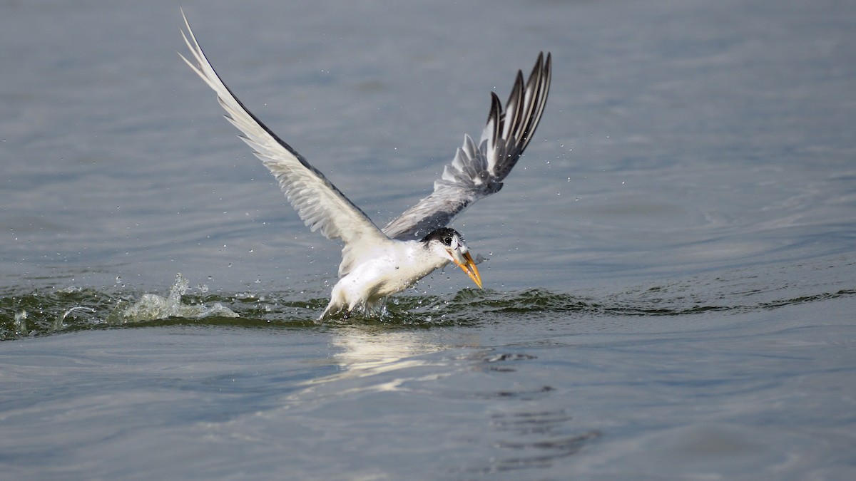 Great Crested Tern - ML555275381