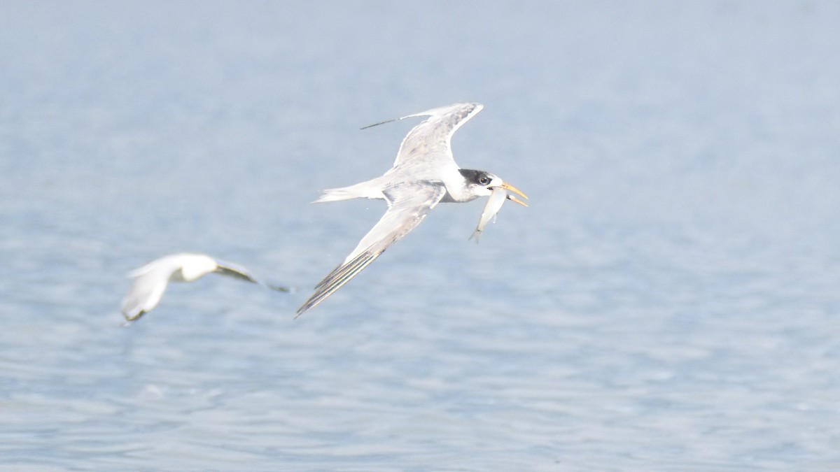 Great Crested Tern - ML555275751