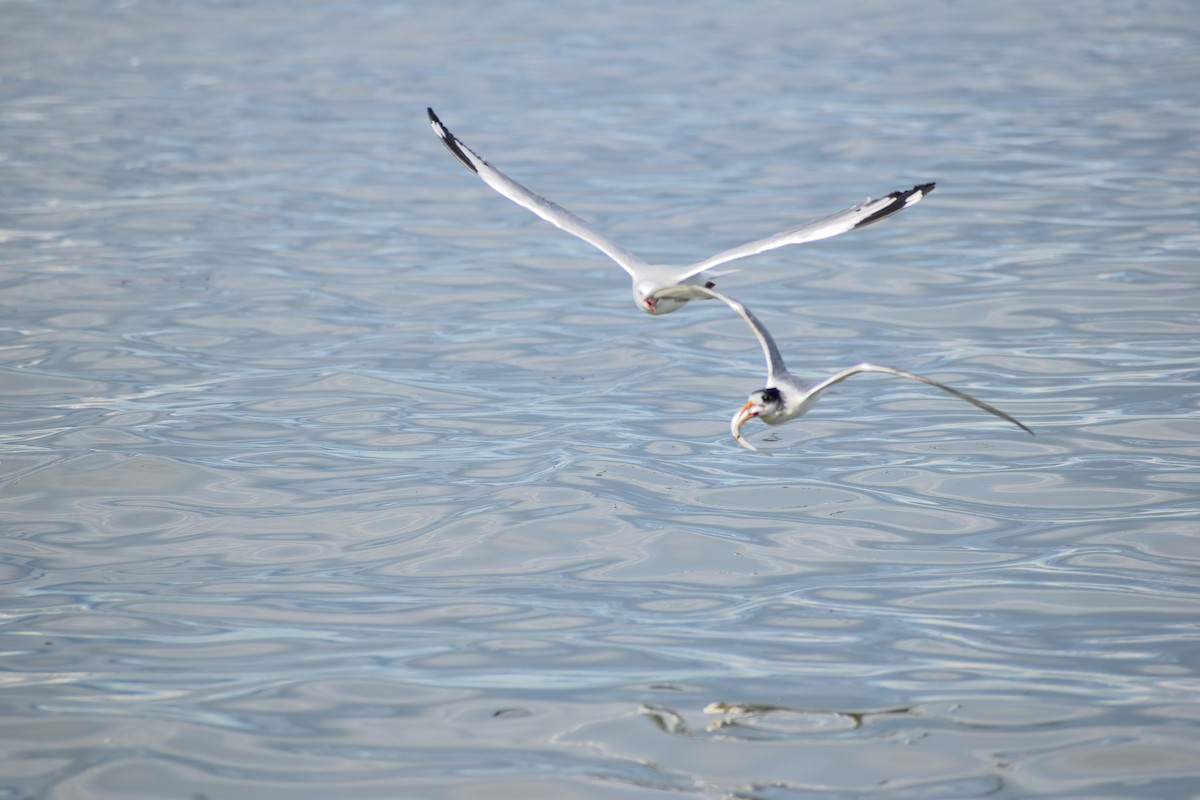 Great Crested Tern - ML555275811