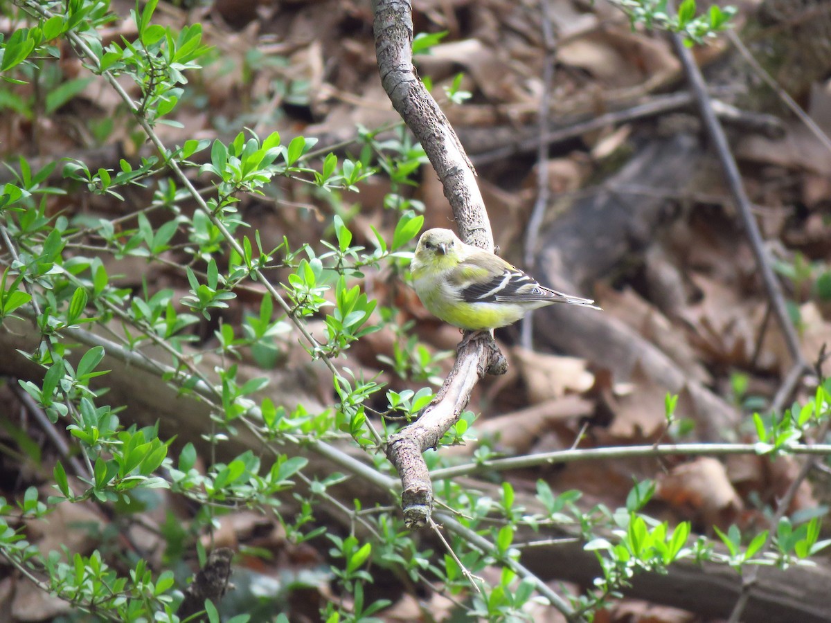 American Goldfinch - ML555276371