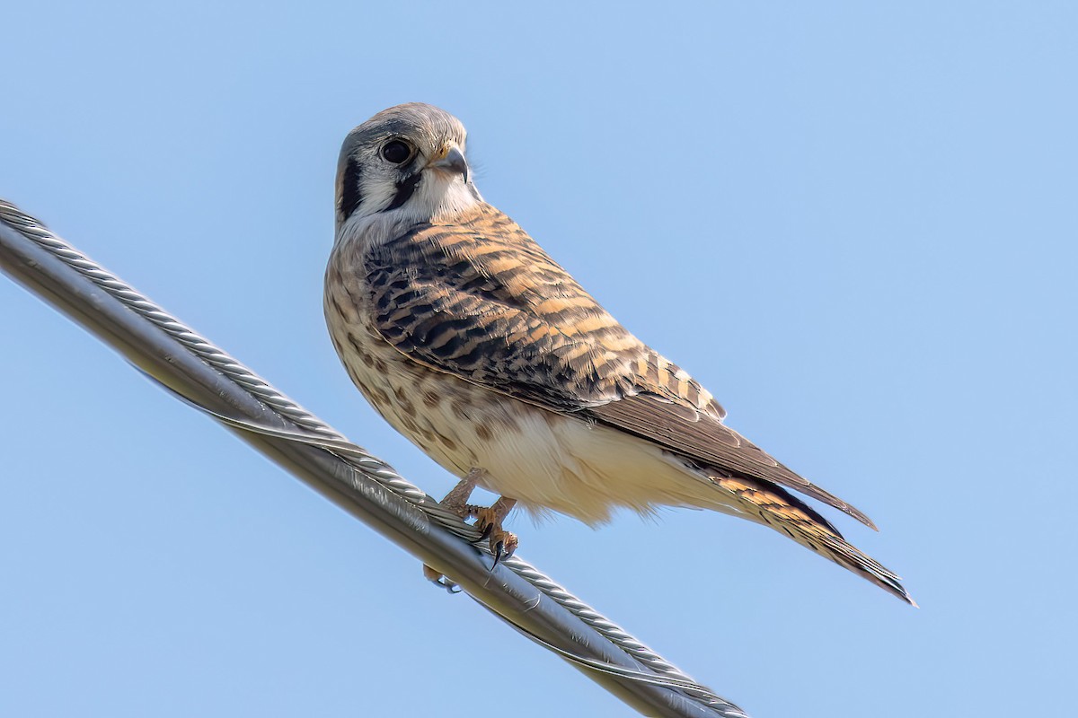 American Kestrel - David Yeager