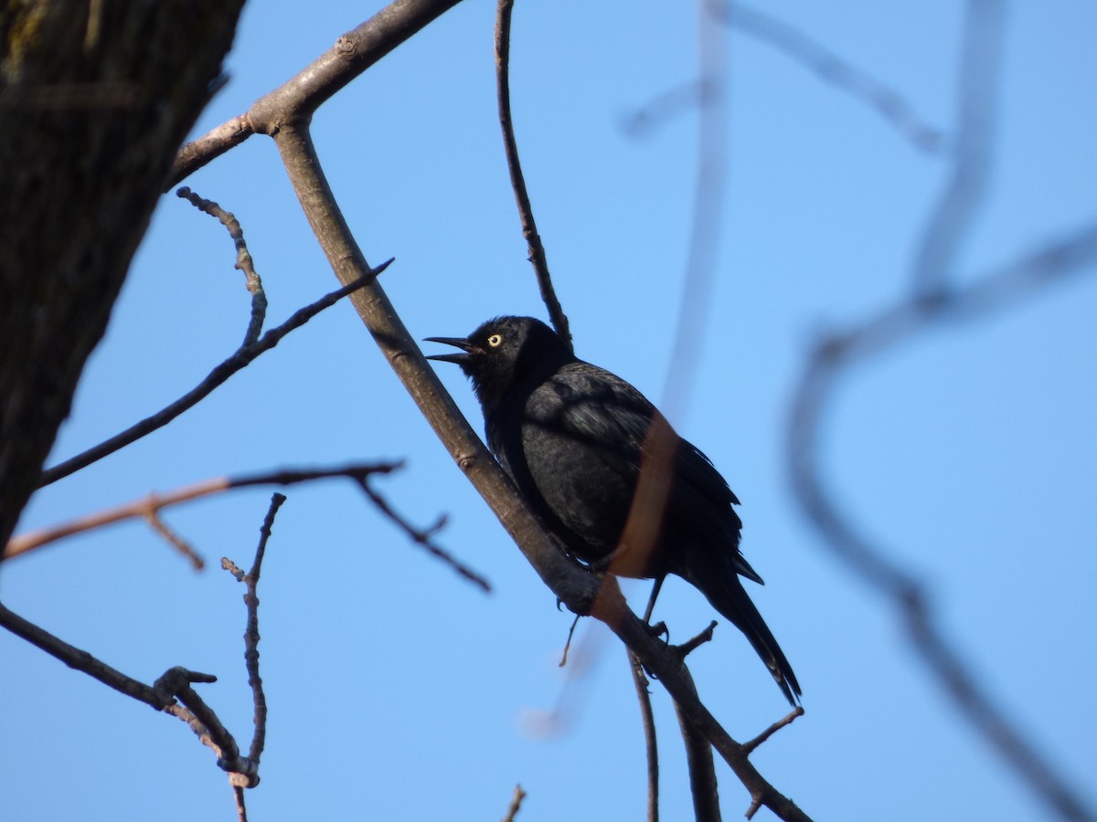 Rusty Blackbird - ML55527761