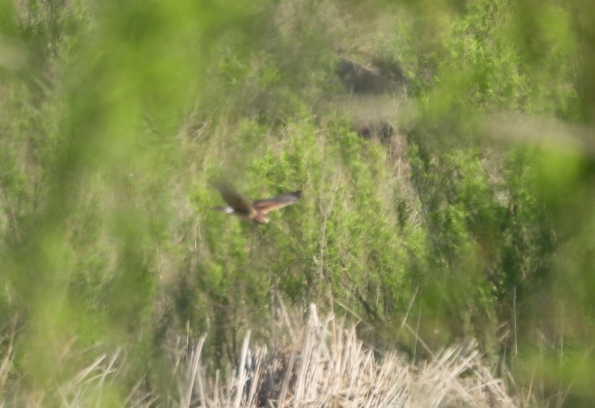 Northern Harrier - ML555279771