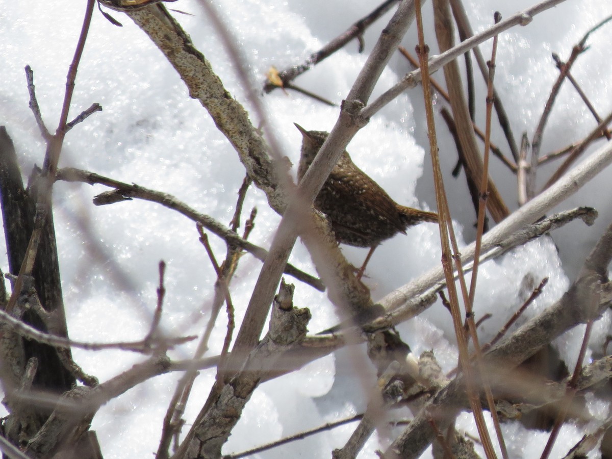 Winter Wren - ML555280031