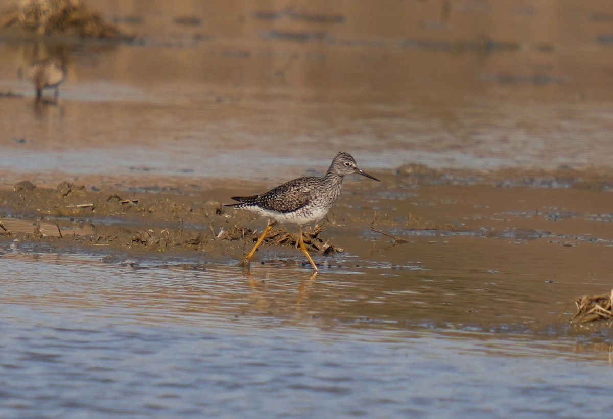 Greater Yellowlegs - Daniel Truax