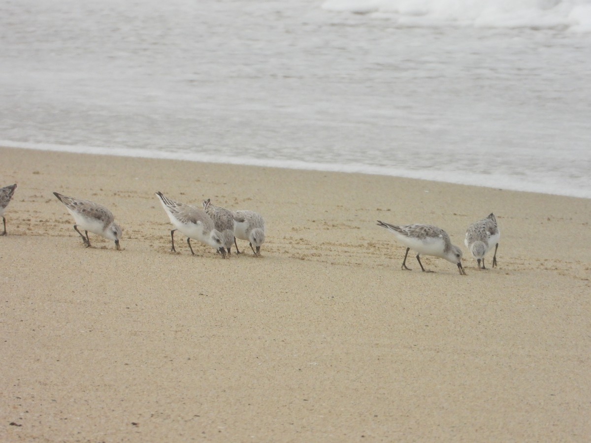 Sanderling - ML555280251