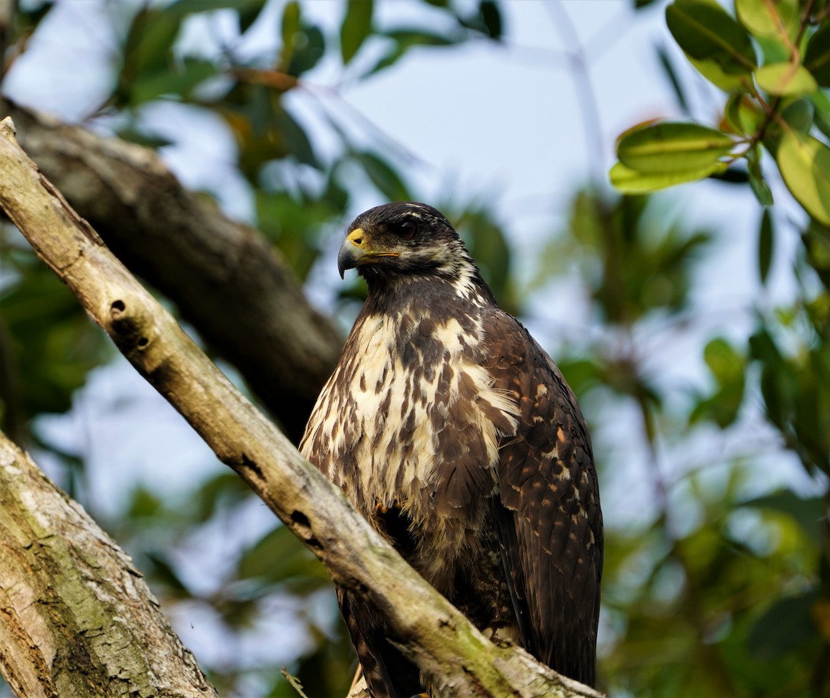 Common Black Hawk - Eva De La Torre