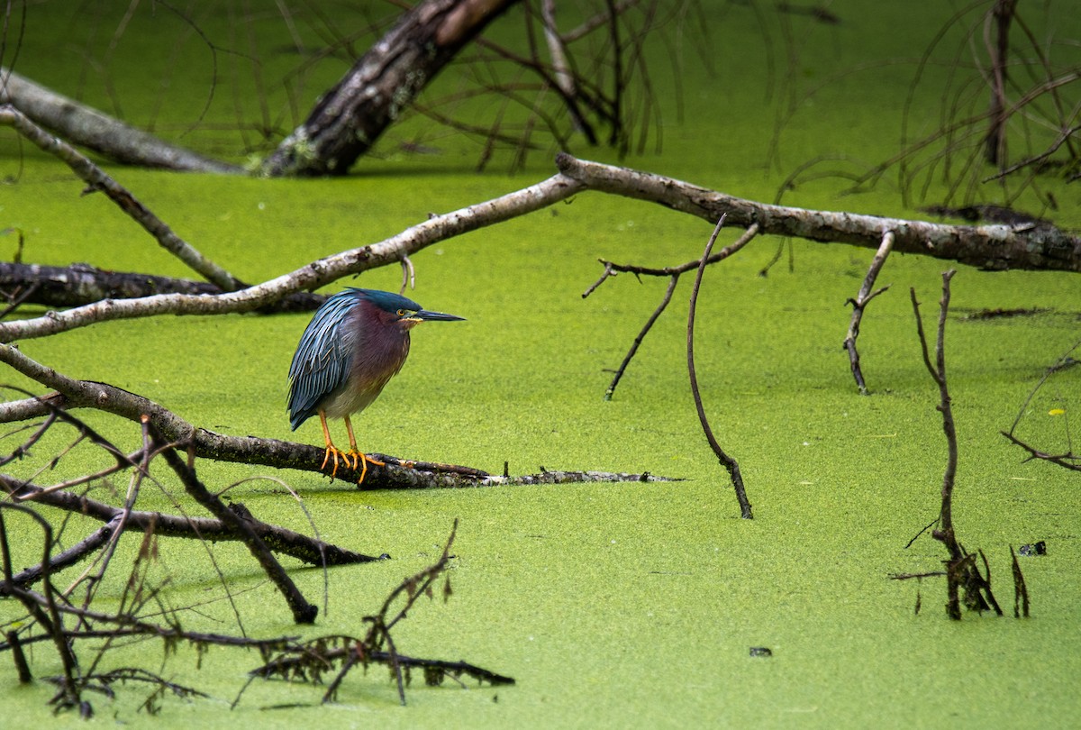Green Heron - Kelsey Biles