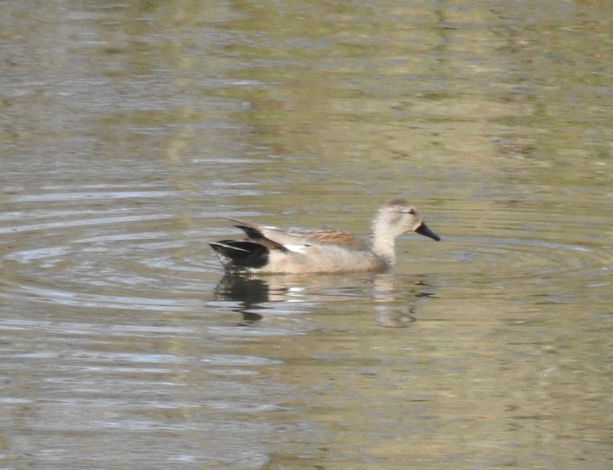 Gadwall - ML555285261