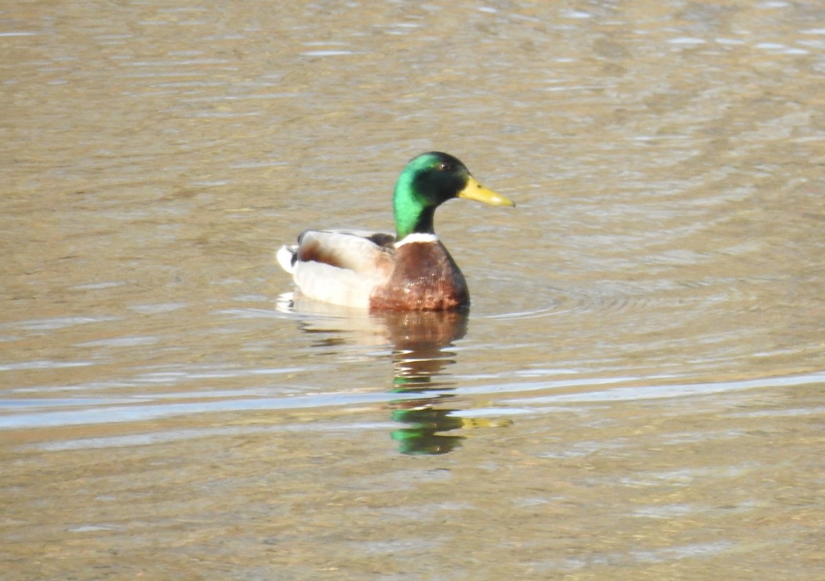 Canard colvert - ML555285371