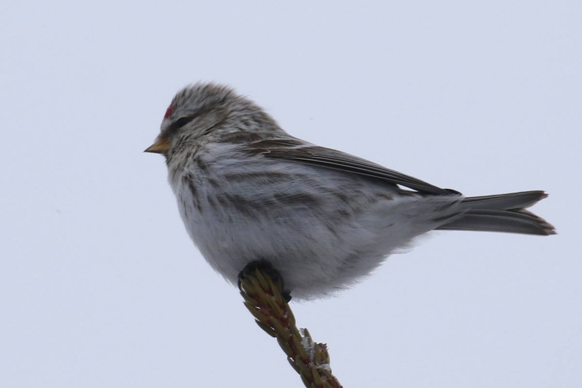 Redpoll (Common) - ML555285461