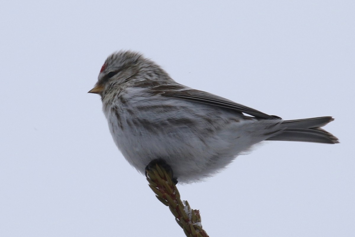 Common Redpoll - Alvan Buckley