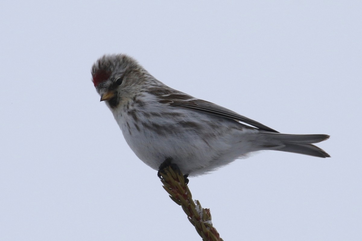 Redpoll (Common) - ML555285471